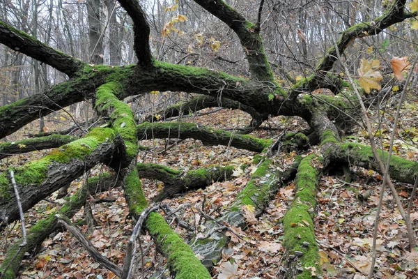 Árbol araña en el bosque de otoño — Foto de Stock