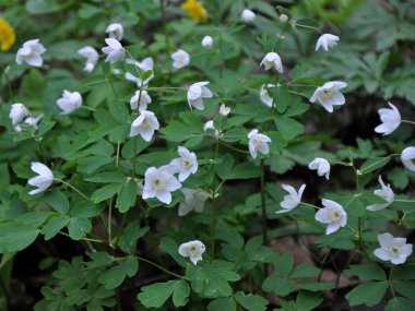 Çiçekli Anemone nemorosa
