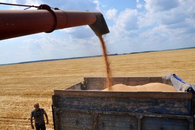 Buğday harvest_2