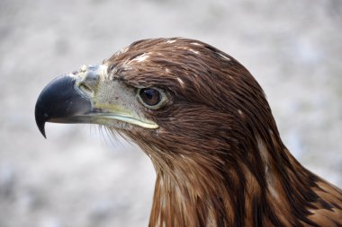 Yırtıcı Kuş Şahin