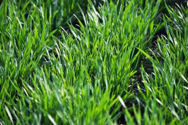 Yeşil bahar kış buğday crop_3