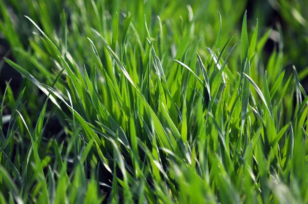 Spring green winter wheat crop_6 — Stock Photo, Image