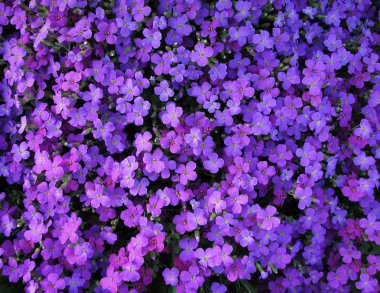 Arka plan küçük lila mavi çiçek