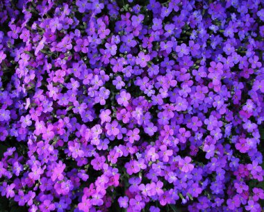 Arka plan küçük lila mavi flowers_2