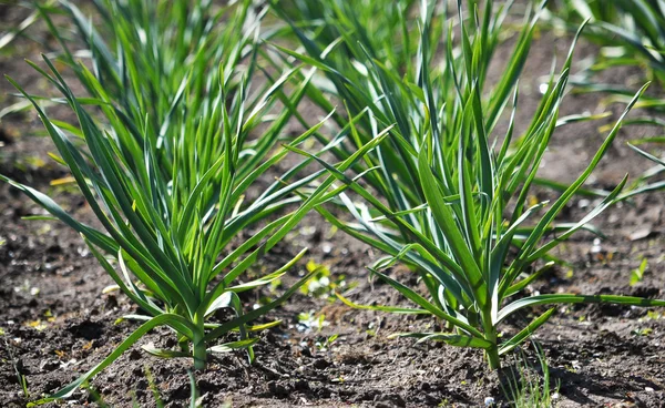 stock image Young garlic seed_2