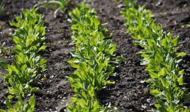 Bahçe kuzukulağı sour_2