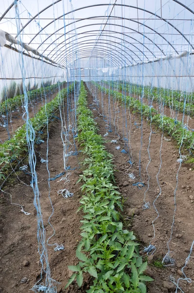 Greenhouses with polyethylene film_2