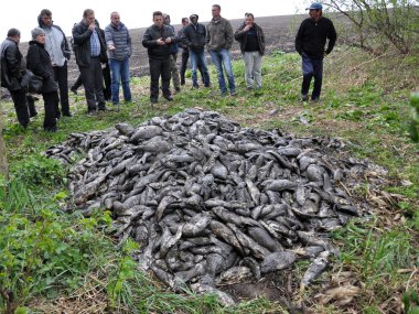 Gölet balık öldürdü