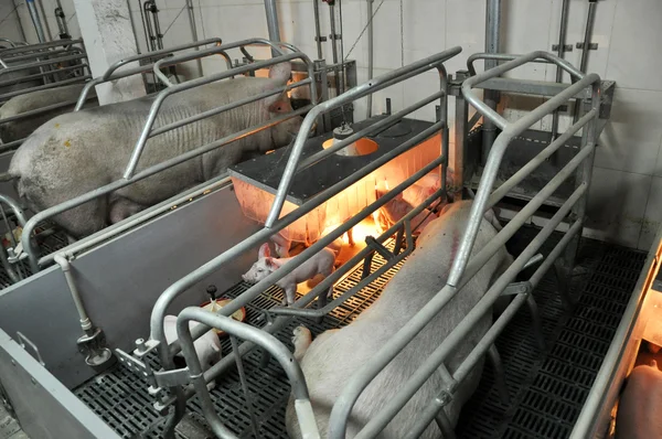 Modern domuz yetiştiriciliği complex_3