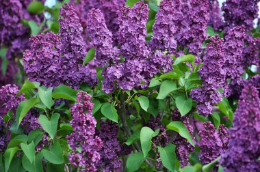 Lila blossoming_5 arka plan