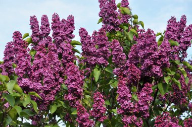 Lila blossoming_2 arka plan