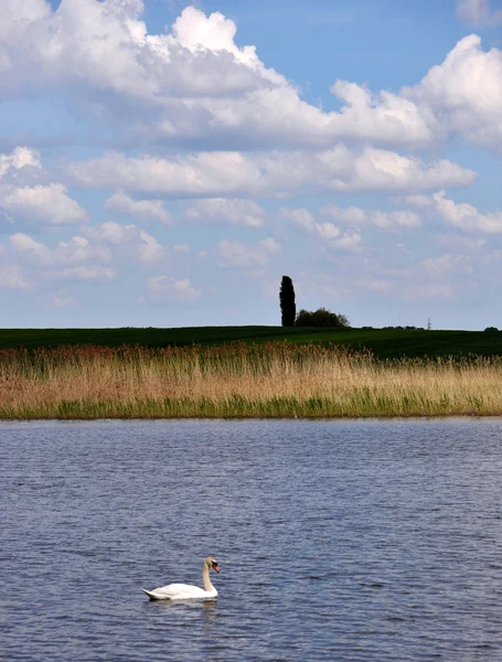 Μοναχικός κύκνος για το pond_2 — Φωτογραφία Αρχείου