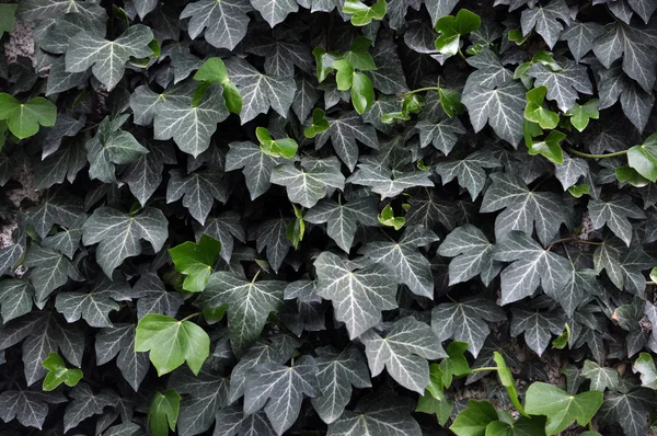 Hintergrund aus grünen Blättern — Stockfoto
