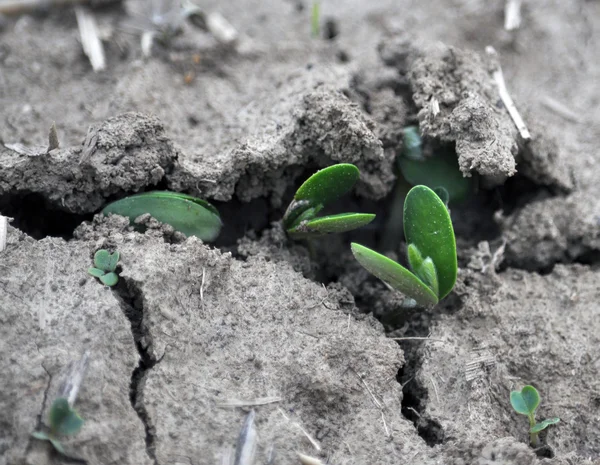 Les premières pousses de tournesol _ 2 — Photo