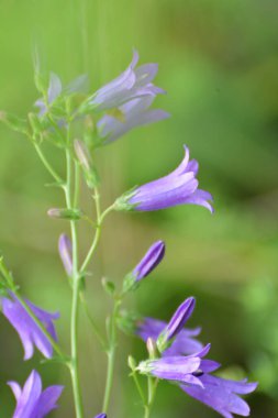Sibirya çan çiçekleri (Campanula sibirica) yazın yabani otlar arasında çiçek açar
