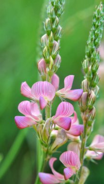 Yabani otların arasındaki çayırlarda azizler çiçek açar (onobrychis)).