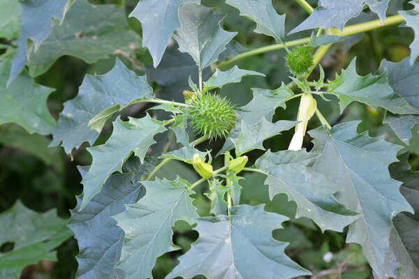 В дикой природе растет ядовитое и лекарственное растение - Datura stramonium