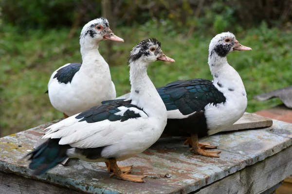 Grupo Patos Almiscarados Adultos Cairina Moschata — Fotografia de Stock