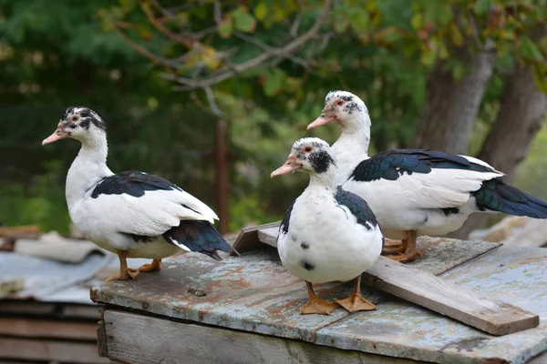 Grupo Patos Almiscarados Adultos Cairina Moschata — Fotografia de Stock