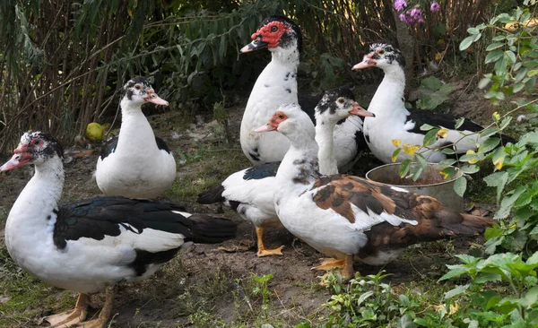 Eine Gruppe Ausgewachsener Moschusenten Cairina Moschata — Stockfoto