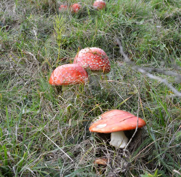 Grzyby Trujące Rosną Lesie Środowisku Naturalnym Agaric Muchy Czerwonej Amanita — Zdjęcie stockowe