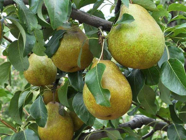 Huerto Las Peras Maduran Rama Del Árbol —  Fotos de Stock