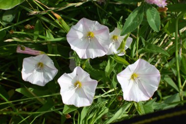 Konvolvulus arvensis tarlada büyür ve çiçek açar.