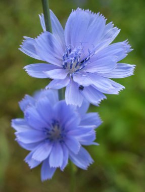 Chicory (Cichorium intybus) yazın vahşi doğada çiçek açar