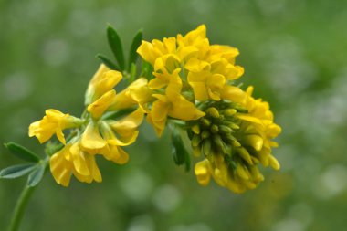 Alfalfa orağı (Medicago falcata) doğada çiçek açar