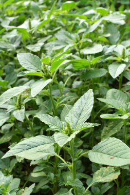 Amaranthus retroflexus yetiştiren yabani otlar, tarım ürünleri arasında doğada