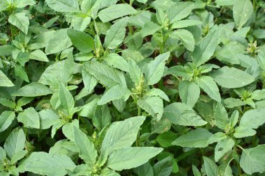 Amaranthus retroflexus yetiştiren yabani otlar, tarım ürünleri arasında doğada