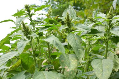 Amaranthus retroflexus yetiştiren yabani otlar, tarım ürünleri arasında doğada