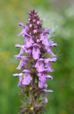Stachys Palustris yabani otların arasında büyür.