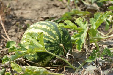 Tarlada, açık arazide olgun karpuzlar.