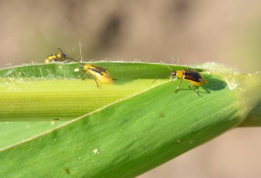 Bitki zararlı bir böcektir - Batı mısır böceği (Diabrotica virgifera virgifera virgifera)