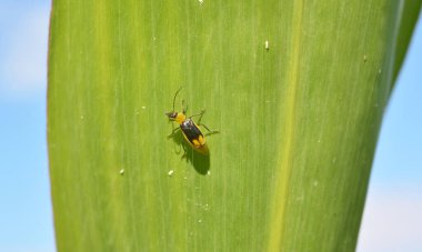 Bitki zararlı bir böcektir - Batı mısır böceği (Diabrotica virgifera virgifera virgifera)