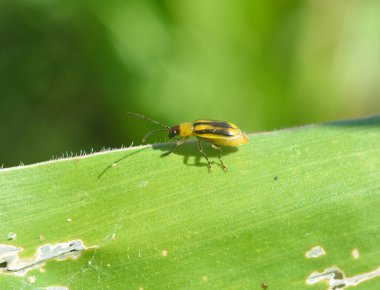 Bitki zararlı bir böcektir - Batı mısır böceği (Diabrotica virgifera virgifera virgifera)