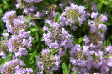 Kekik (Thymus serpilllum) yazın vahşi doğada açar.