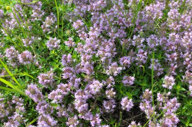 Kekik (Thymus serpilllum) yazın vahşi doğada açar.