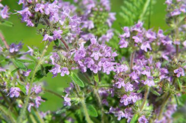 Kekik (Thymus serpilllum) yazın vahşi doğada açar.
