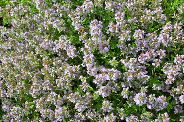 Tomillo Thymus Serpyllum Florece Naturaleza Verano —  Fotos de Stock
