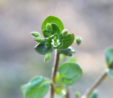 İlkbaharda Stellaria medyası doğada büyüyor.