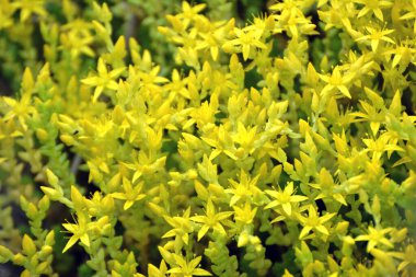 Vahşi taşrop 'ta (Sedum dönümü) kayalık topraklarda yetişir.