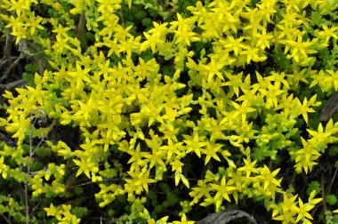 Vahşi taşrop 'ta (Sedum dönümü) kayalık topraklarda yetişir.