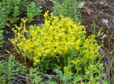 Vahşi taşrop 'ta (Sedum dönümü) kayalık topraklarda yetişir.