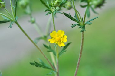 İlkbaharda, doğada potansiyel büyür.