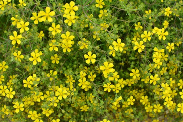 Jaře Potentilla Roste Divočině — Stock fotografie