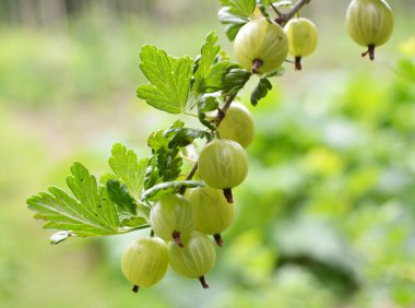 Böğürtlen dalları ve olgun meyveler.