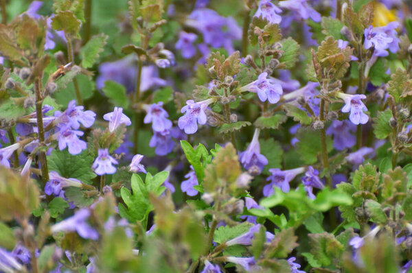 Весной, Глехома гедерацея растет и цветет в дикой природе