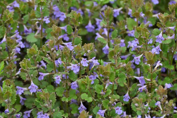 İlkbaharda, Glechoma hederacea doğada büyür ve çiçek açar.